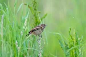 Stonechat